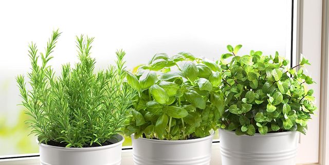 Cheap Plant Pots: Walmart vs. Target vs. Marshalls vs. Consignment Stores!  