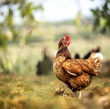 species appropriate keeping of chickens in the countryside