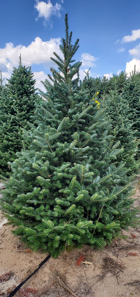 best christmas tree delivery services a tree to your door