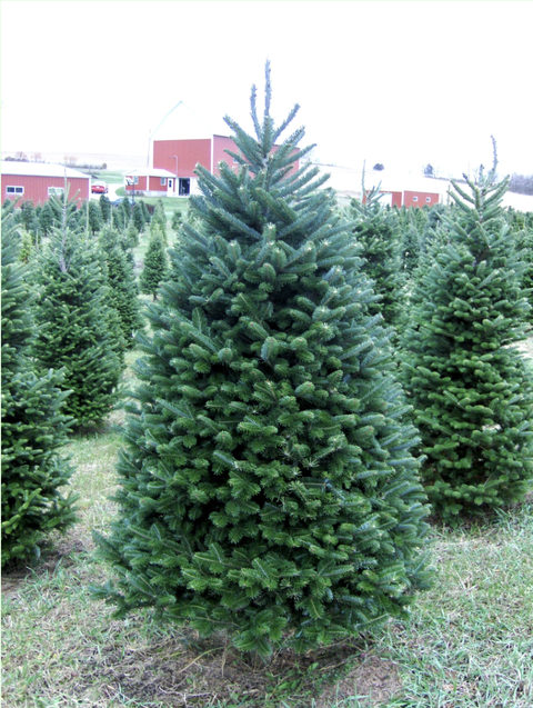 best christmas tree delivery services christmas trees in the mail