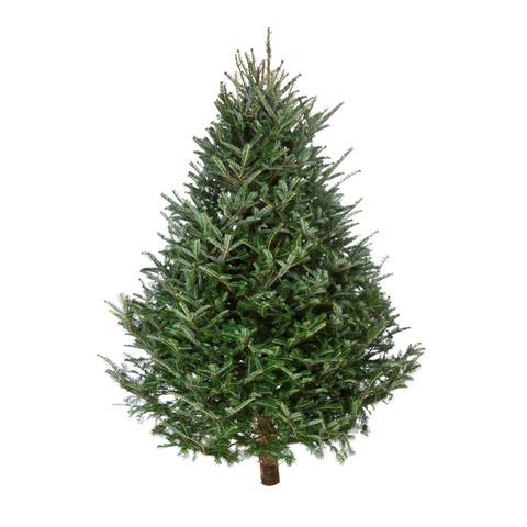 best christmas tree delivery services christmas trees now