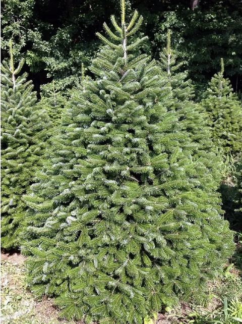 best christmas tree delivery services home depot