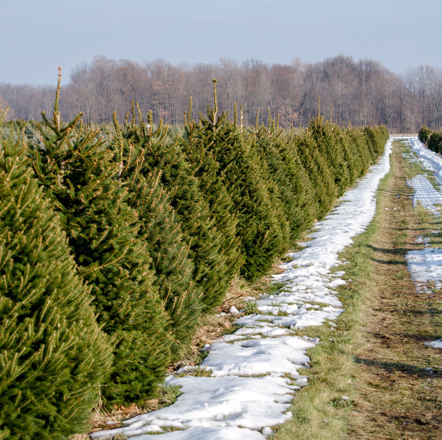 christmas tree farm images