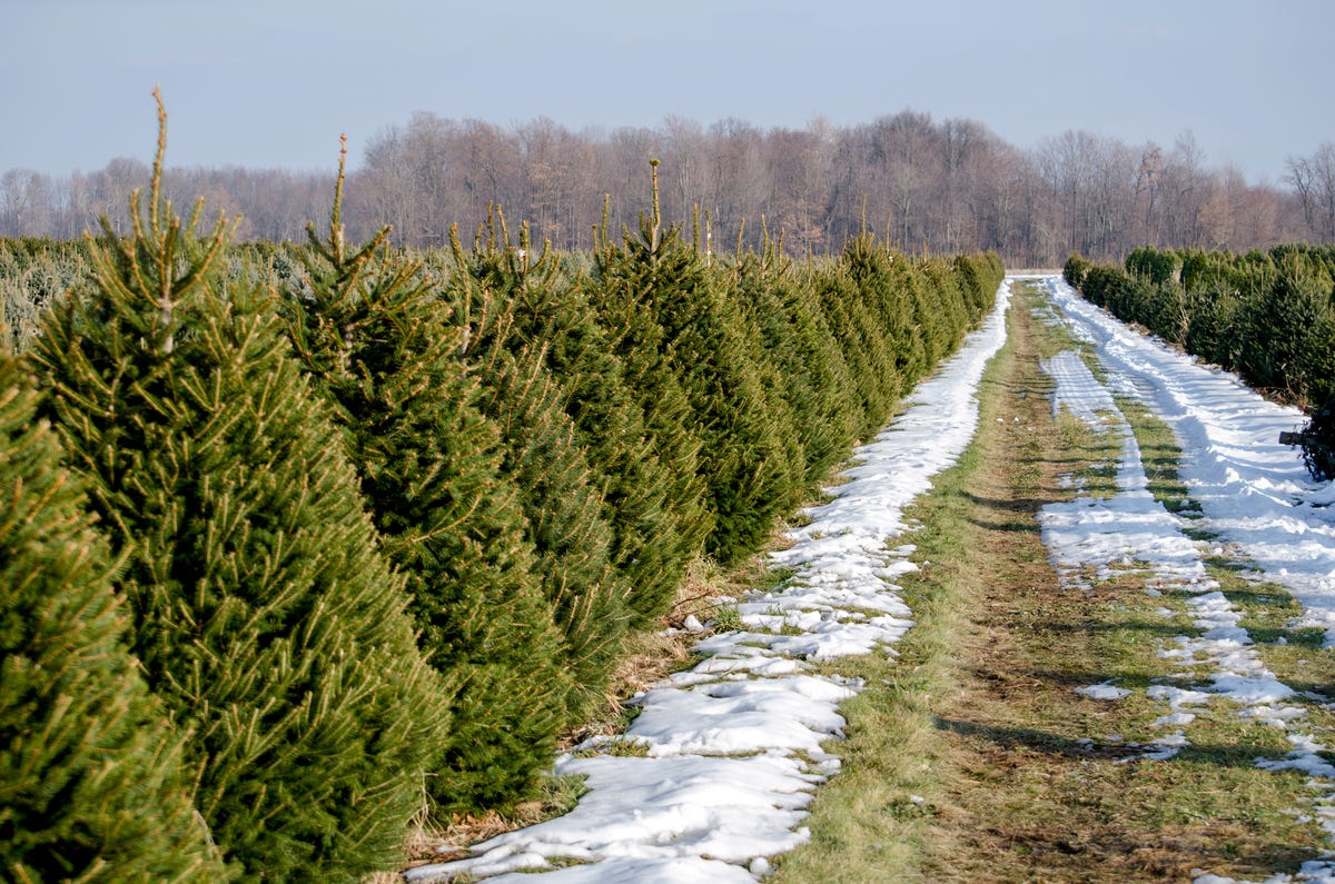 50 Best Christmas Tree Farms in America