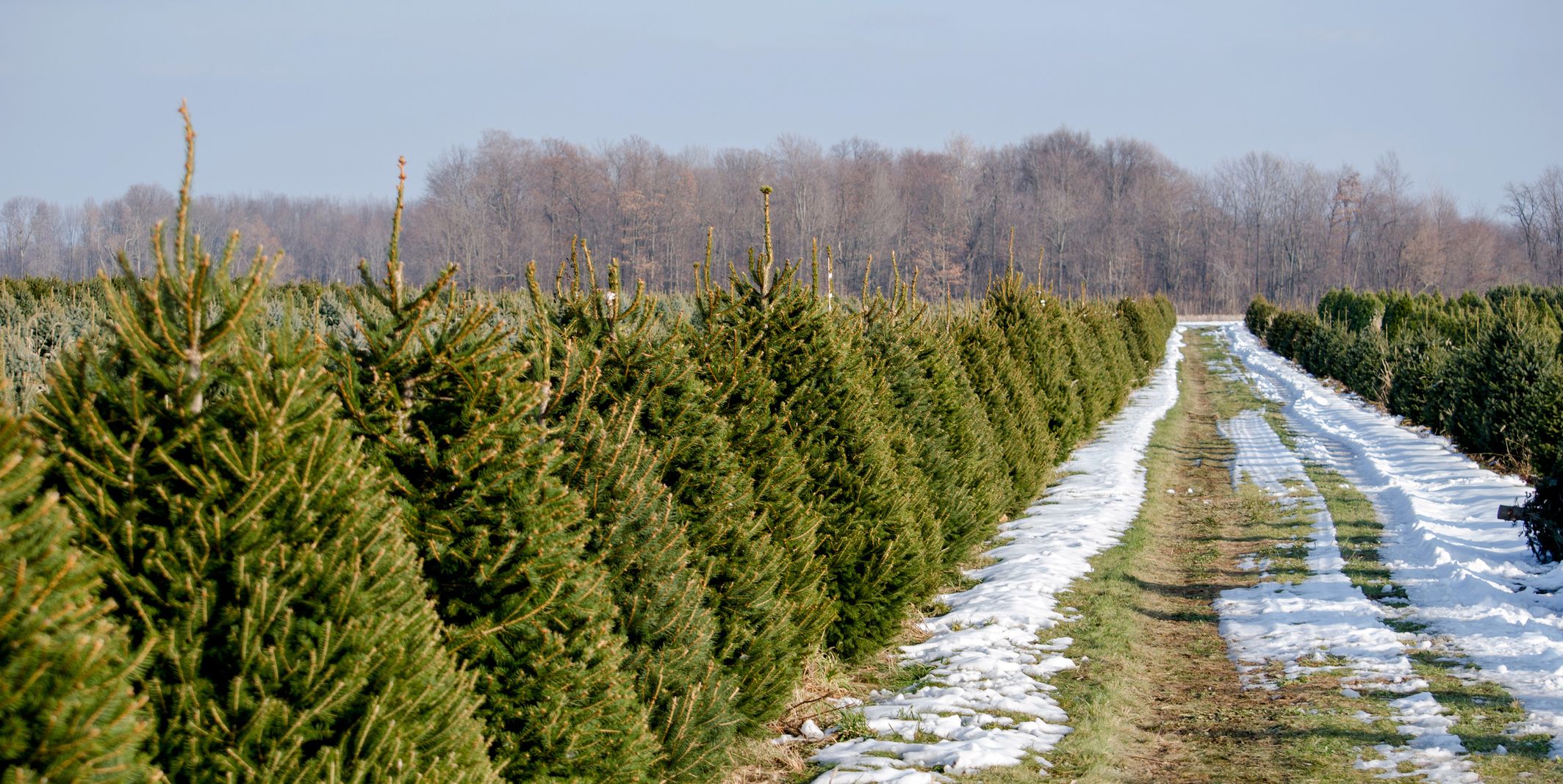 christmas tree farm images