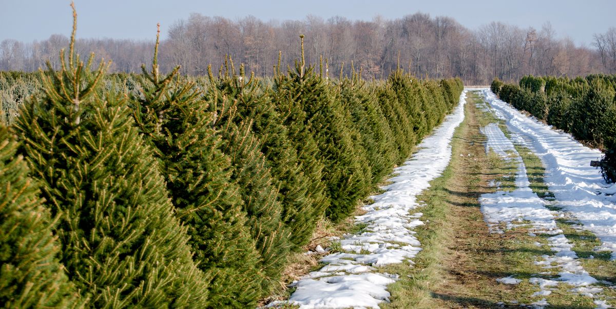 best christmas tree farms