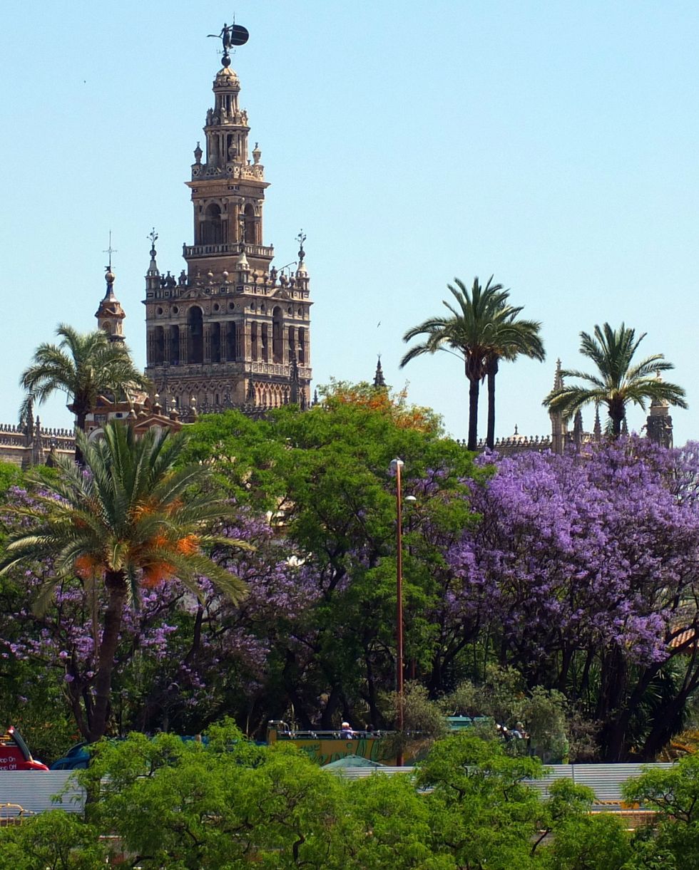 viewed from the river guadalquivir, the tops of the cathedral of seville are surrounded by palms and the colourful flowers of the jacaranda trees