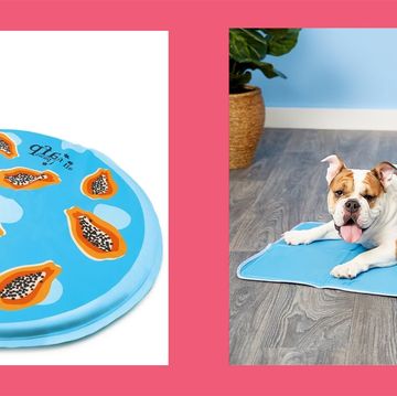 a corgi sitting on a round cooling mat and a bulldog hybrid sitting on a cooling pet pad
