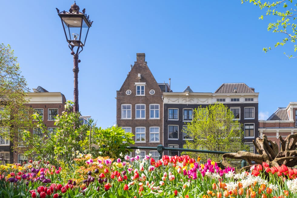 this is a photo of colorful tulips in amsterdam, netherlands