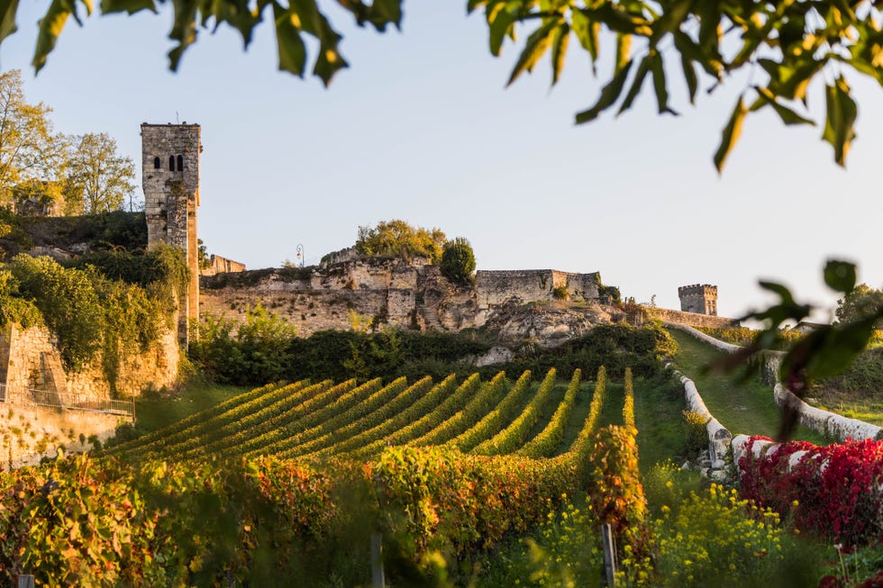 wine production country of saint emilion in france