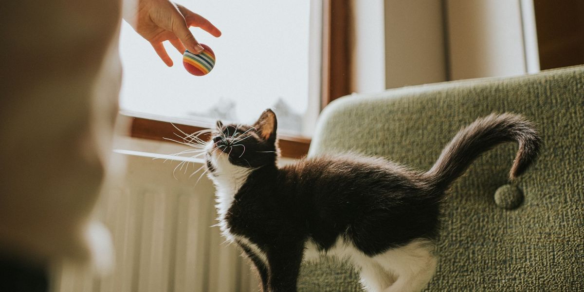 173 Cute Cat Names to Give Your Best Boy or Girl