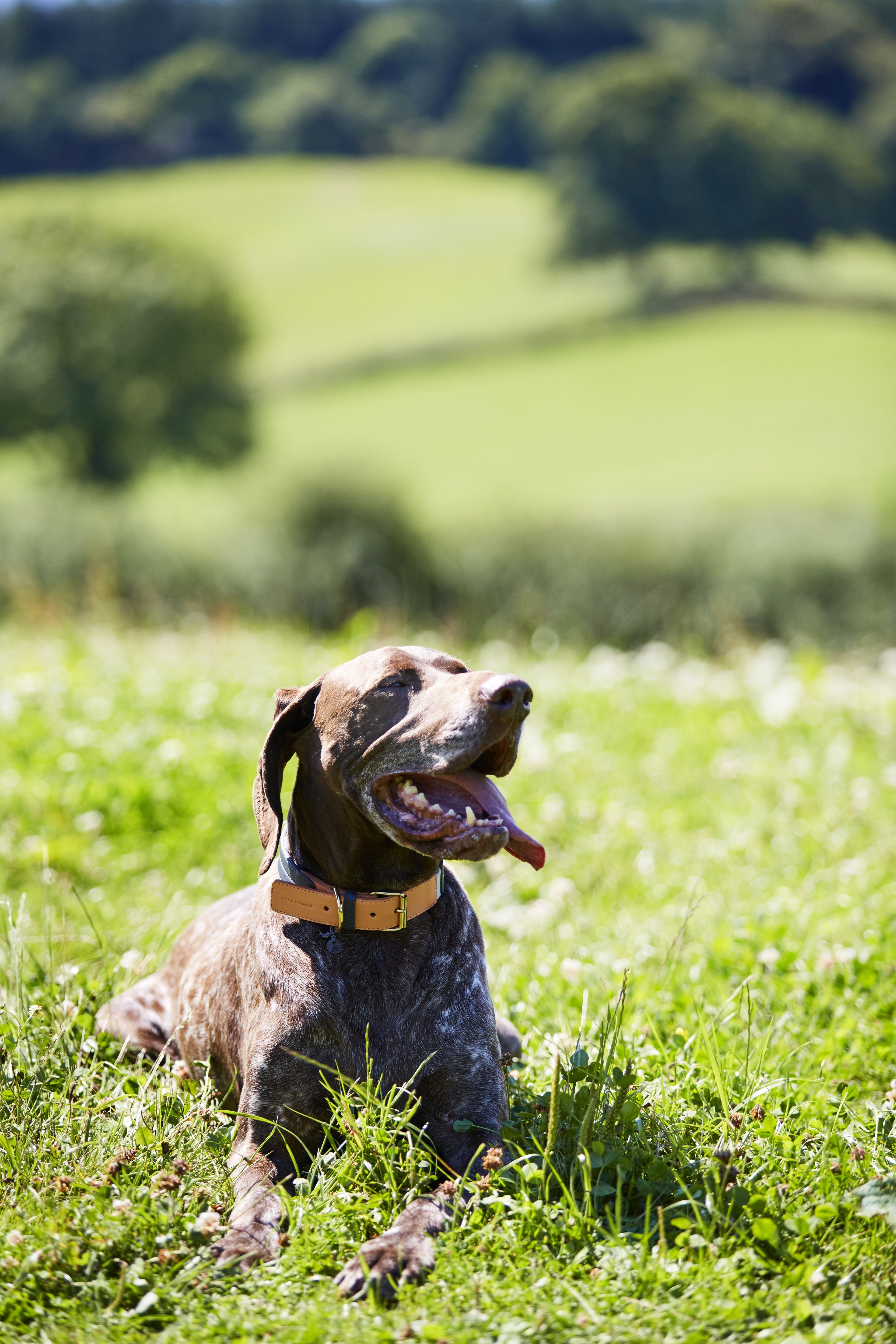 25 Valentine's Day Gifts for Dogs