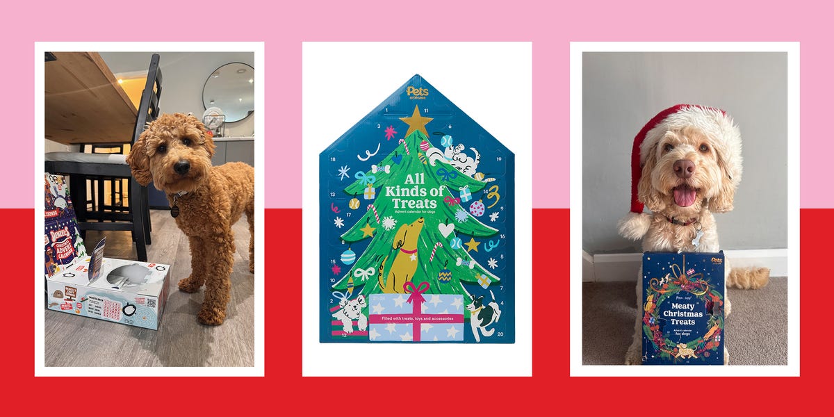 Best dog advent calendars for 2024, tested by GHI pets