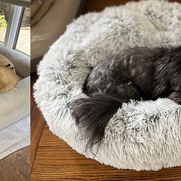 lab mix and shih tzu resting in dog beds