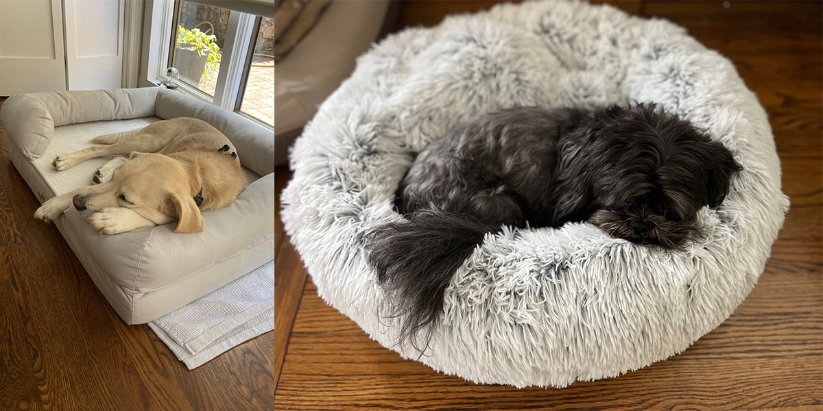 lab mix and shih tzu resting in dog beds