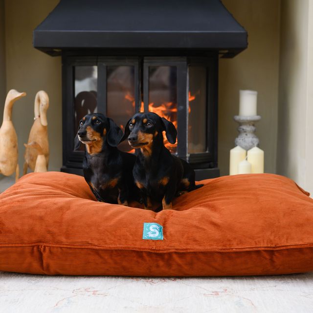 The Best Dog Beds To Buy Right Now Dog Beds 2024
