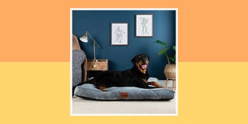 best dog beds