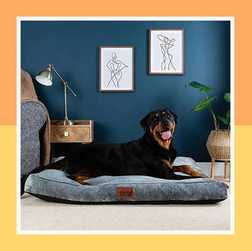 Best dog beds best dog beds