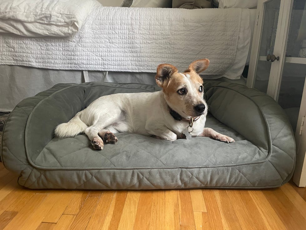 Best inexpensive dog beds hotsell