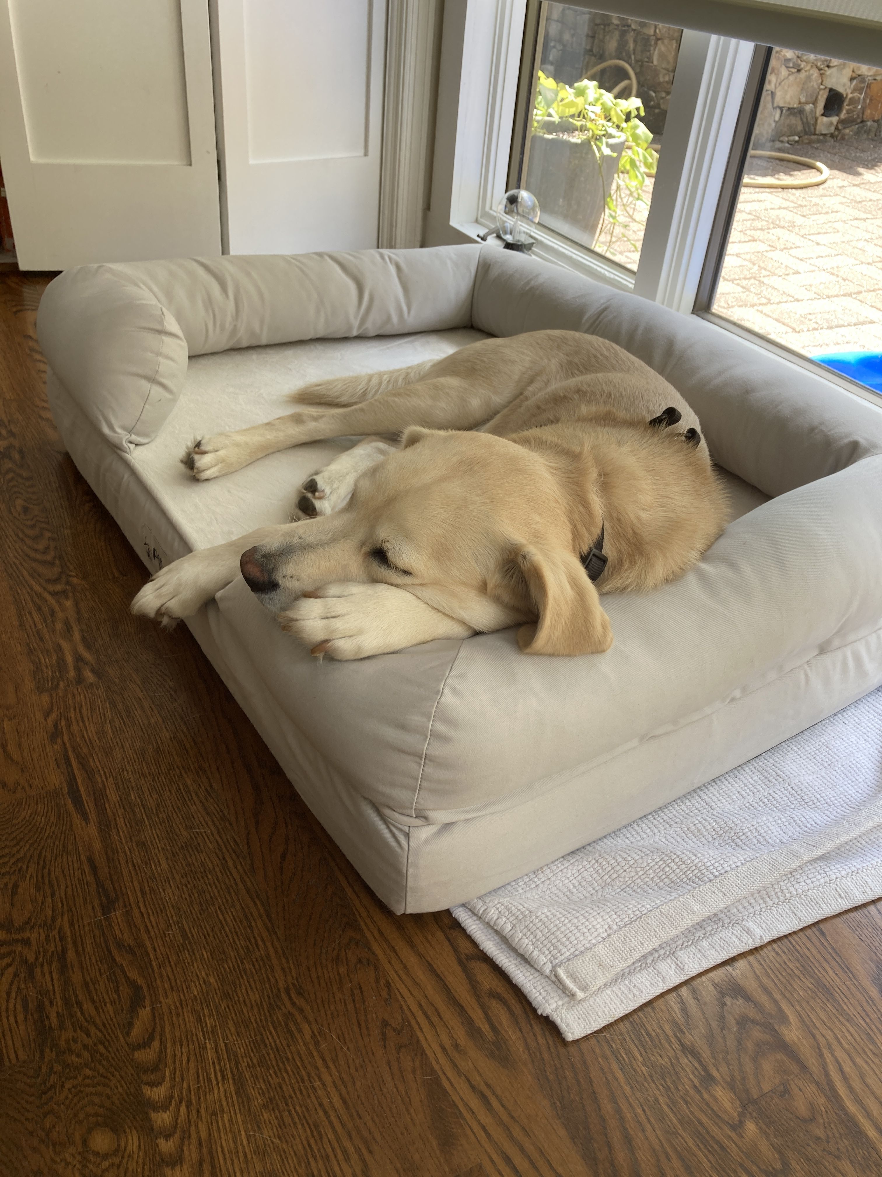 best bed for golden retriever