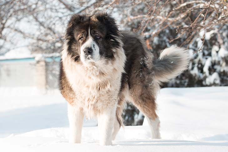 are caucasian shepherds good guard dogs and pets