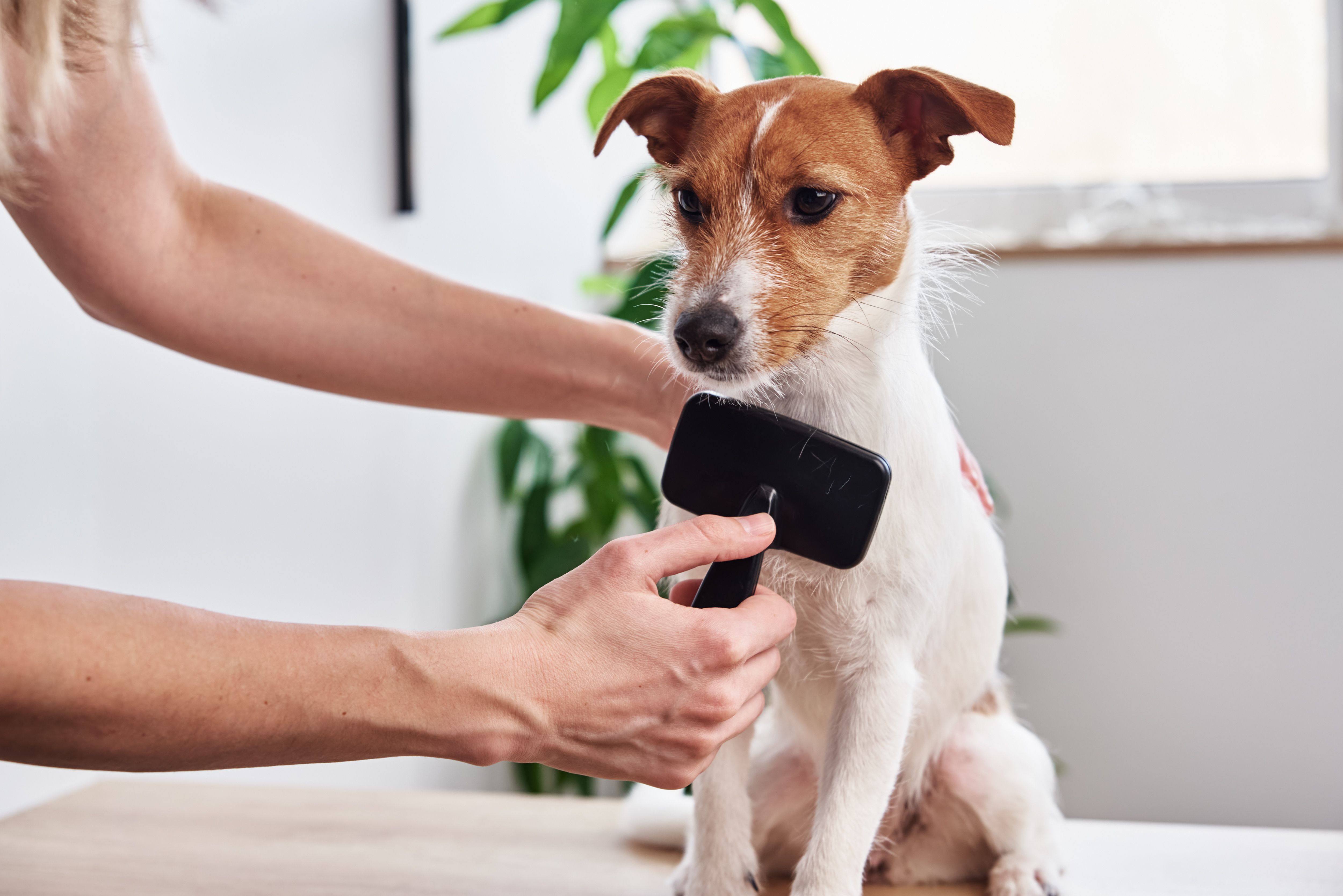 Best brush for clearance terrier