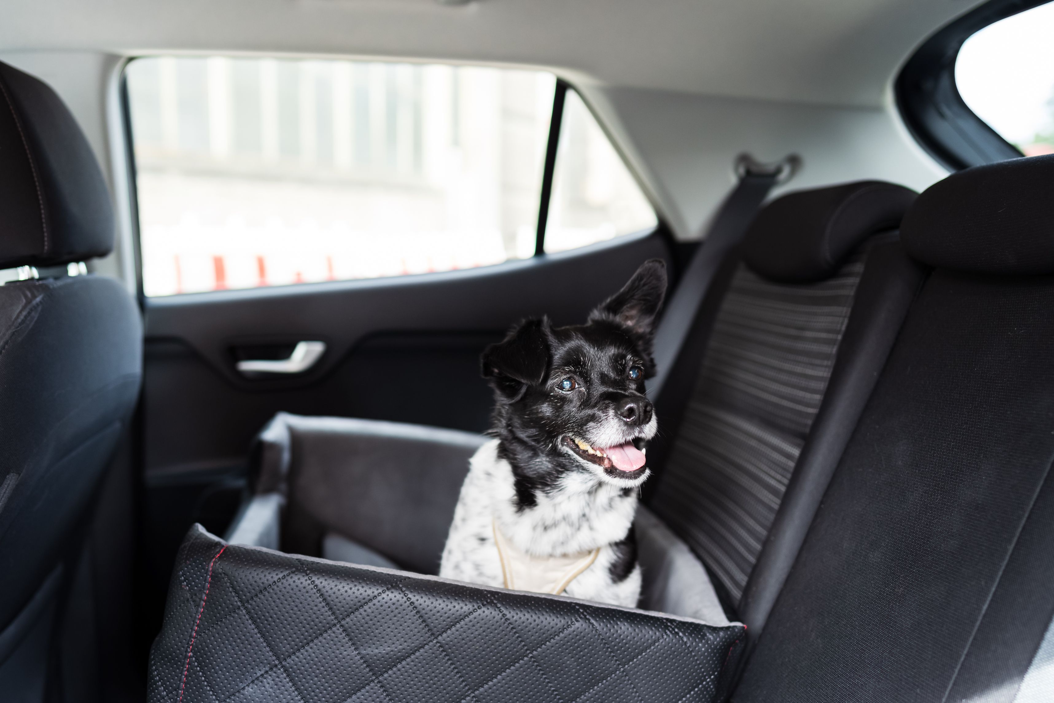 The 8 Best Dog Car Seats and Restraints of 2023, Tested and Reviewed