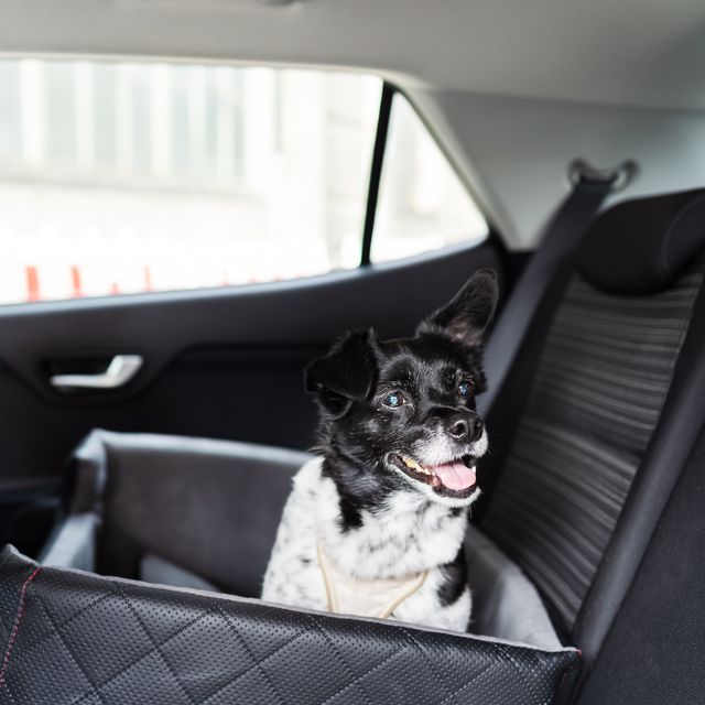 The Best Dog Car Seats of 2023