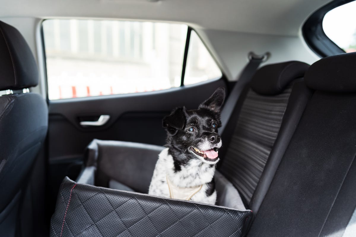 12 of The Best Car Seats For Dogs — Dog Car Seat 2023