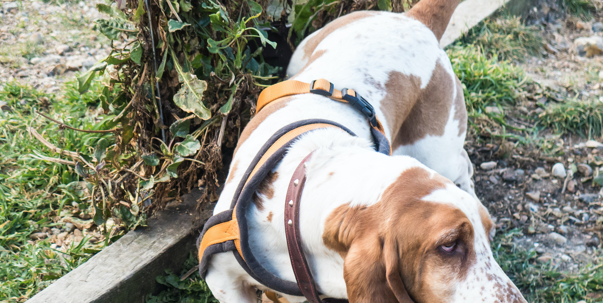 Best dog collars and harnesses 2023: Style and comfort for your pooch