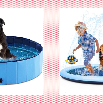 a dog and a child playing in a dog pool