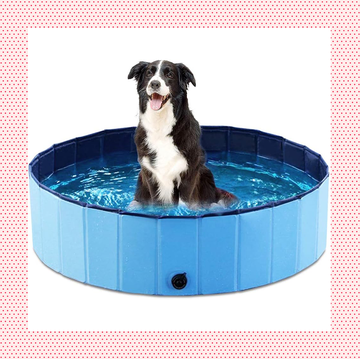 a dog and a child playing in a dog pool