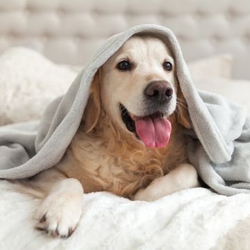 dog under blanket on bed