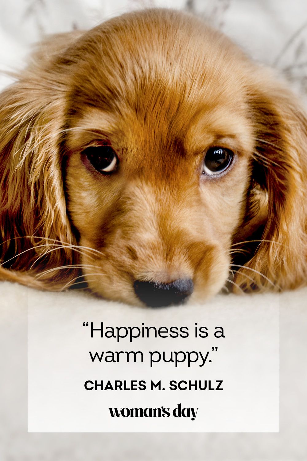 37 Best Dog Quotes - Inspirational & Funny Sayings About Dogs