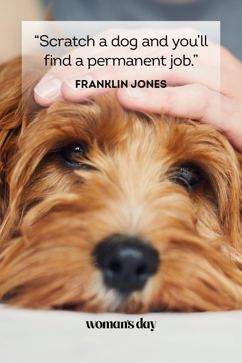 Funny Dog Quotes
