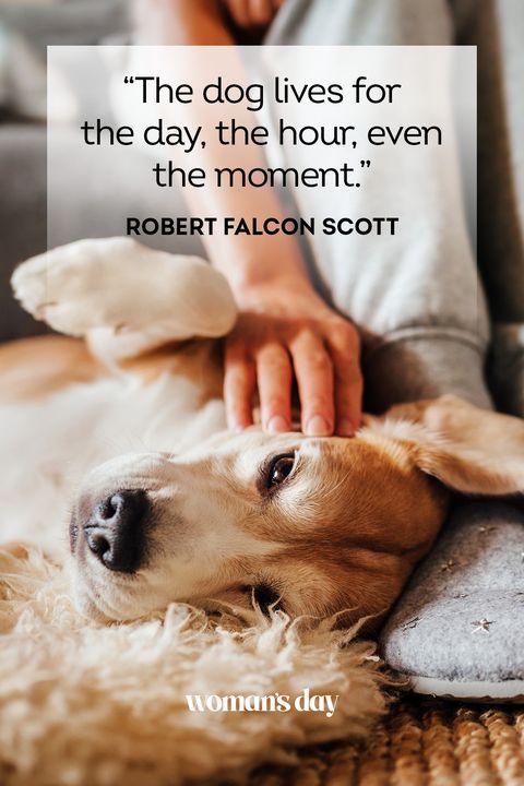 37 Best Dog Quotes - Inspirational & Funny Sayings About Dogs