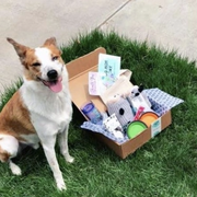best dog subscription boxes