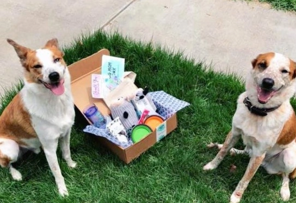 Cheap dog outlet subscription box