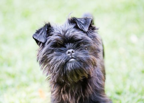 best-dogs-for-first-time-owners-affenpinscher