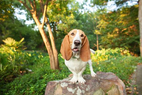  best-dogs-for-first-time-owners-basset-hound 