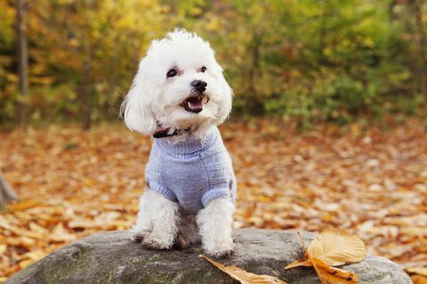  best-dogs-for-first-time-owners-bichon-frise 