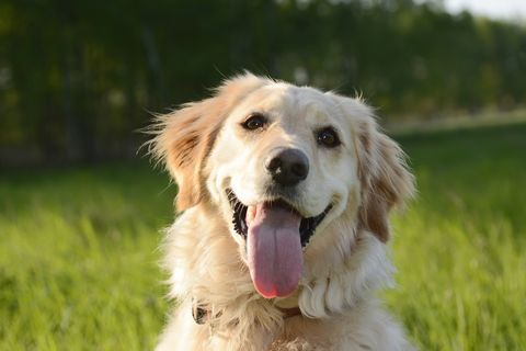  best-dogs-for-first-time-owners-golden-retriever