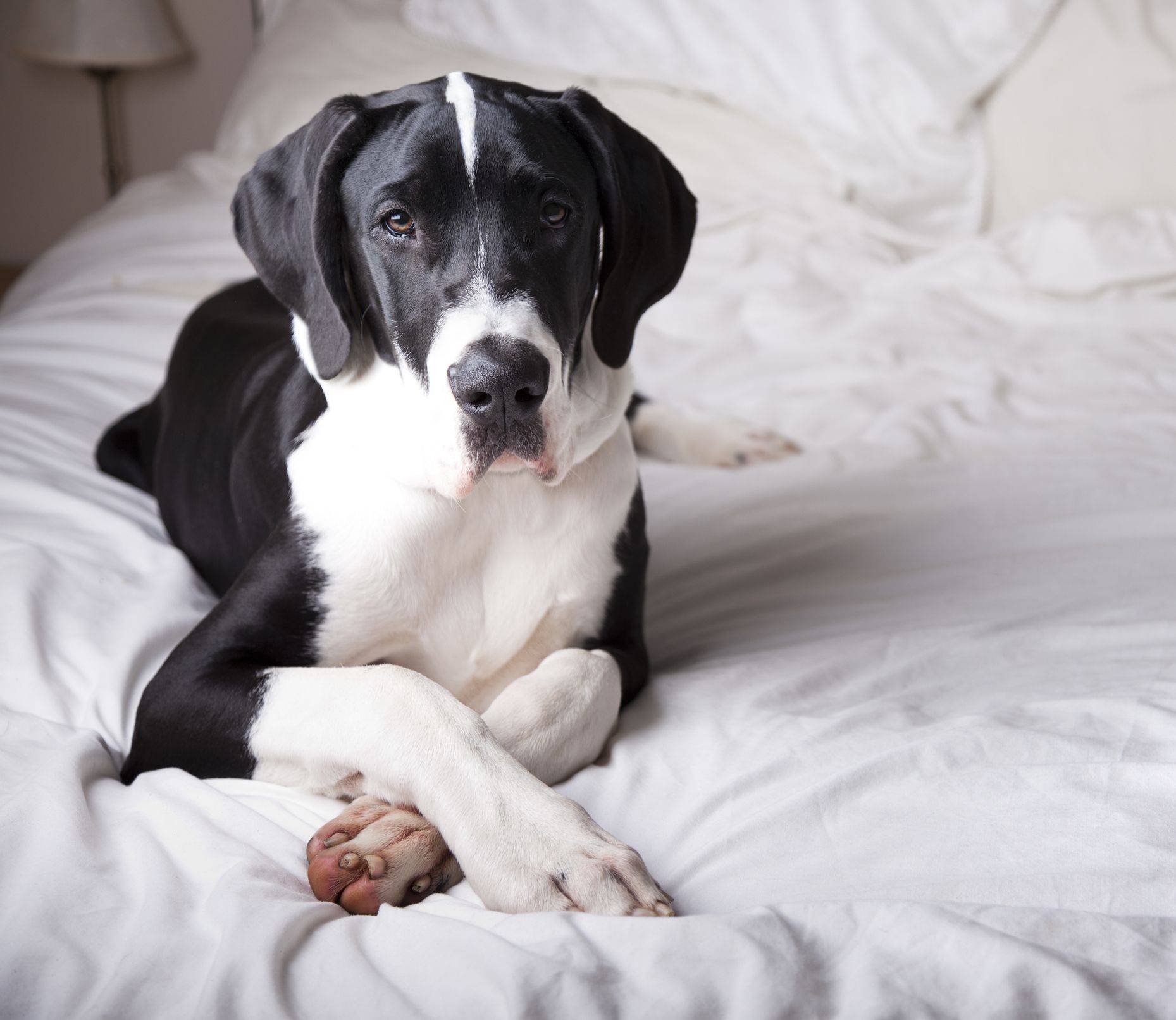 14 Best Dogs for First-Time Owners  