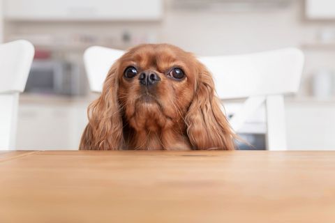  best-dogs-for-first-time-owners-king-charles-cavaliers 