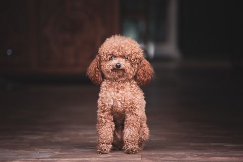  best-dogs-for-first-time-owners-poodle