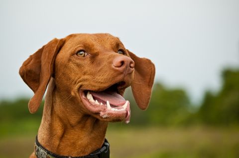  best-dogs-for-first-time-owners-vizsla