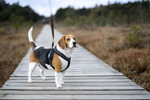beagle standing on a wooden walkway