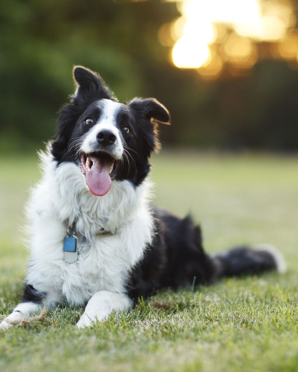 border collie sitting in the grass