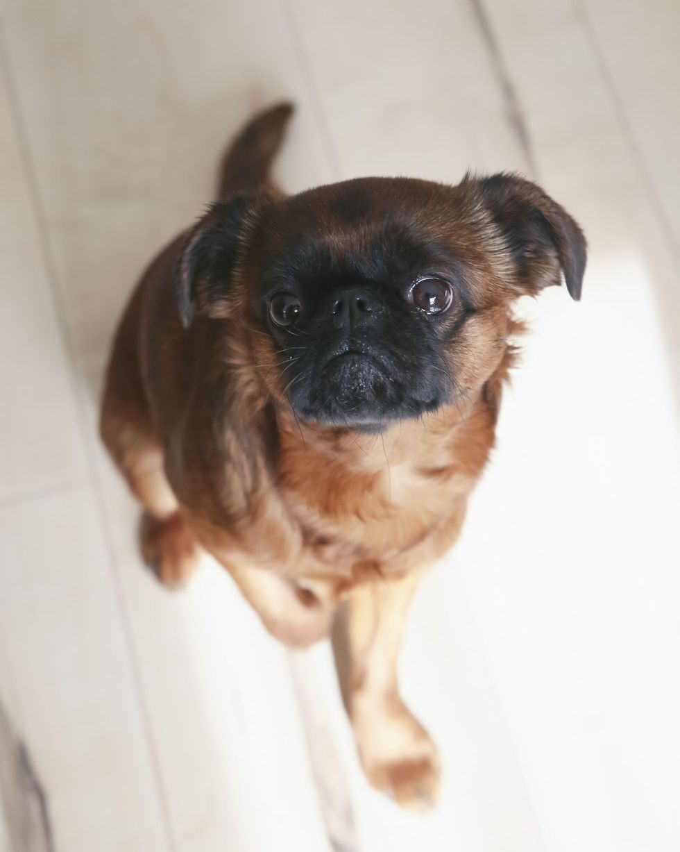 brussels griffon dog looking up