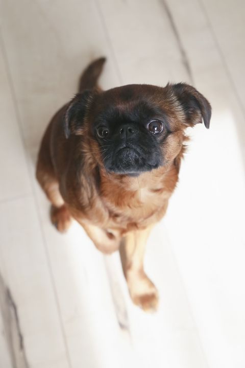 brussels griffon dog looking up